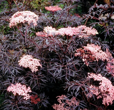 LEMONY LACE® Elderberry - 4" Pot - Sambucus racemosa - Proven Winners